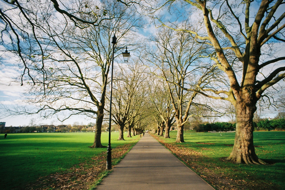 Picture of open parkland