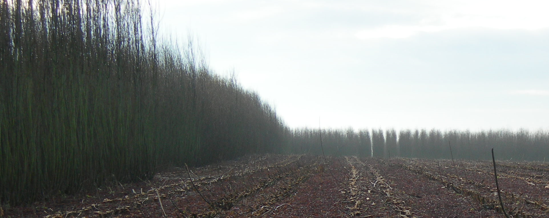 Willow Harvesting Continues